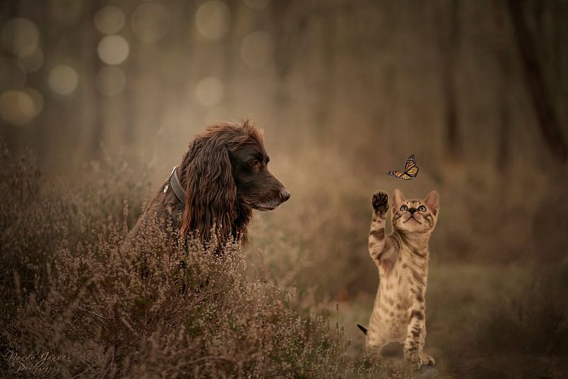Chat et chien par Nanda Jansen