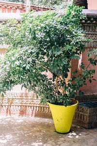 Gelber Blumentopf