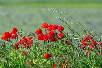 Poppies in the wind / Coquelicots dans le vent