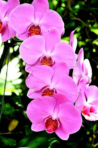 Doritaenopsis orchidee