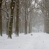 Paysage d'hiver dans la forêt sur Miranda Vleerlaag
