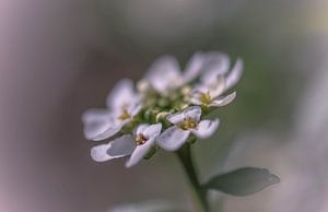 fleur blanche oblique sur Tania Perneel