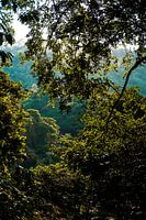 Jungle in Colombia