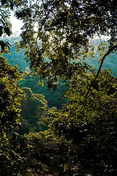 La jungle en Colombie sur Teuntje Fleur