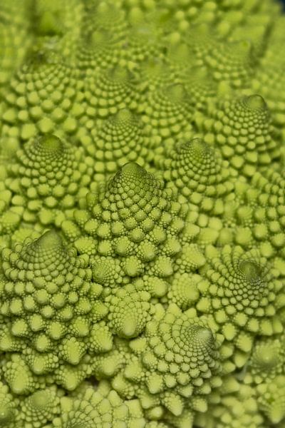 Romanesco by Muriël Mulder Fotografie