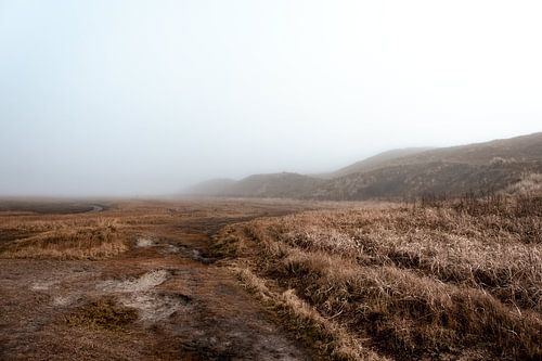 National Park the Slufter covered in fog IV | A journey around Wadden Island Texel