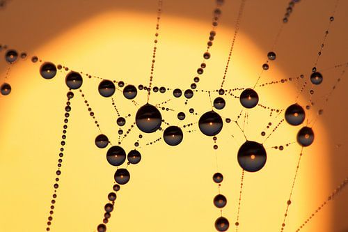 drops at sunrise - pearls in the polder