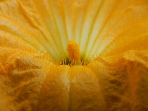 bloem van een pompoenplant