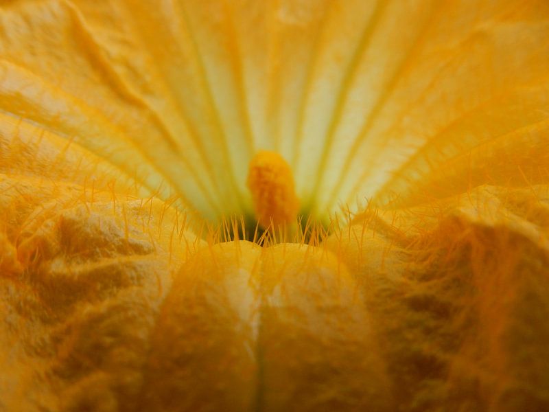 Blüte einer Kürbispflanze von Joke te Grotenhuis