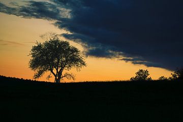 Zonsondergang achter bomen van Martin Köbsch