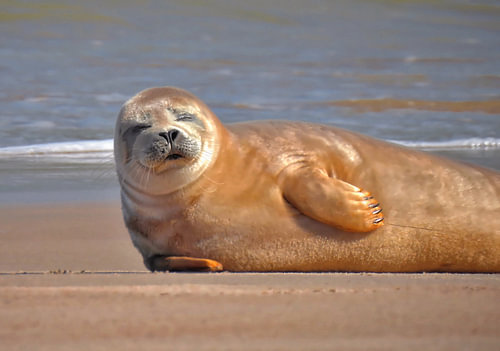 Zeehond op het strand van Oostende