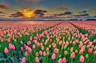 Sunset with orange tulips in a bulb field in spring by eric van der eijk thumbnail