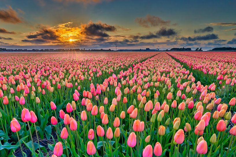 Sunset with orange tulips in a bulb field in spring by eric van der eijk