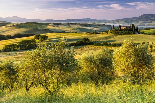 Olive grove in front of Podere Belvedere