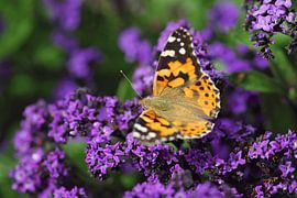 Butterfly sur Thomas Jäger