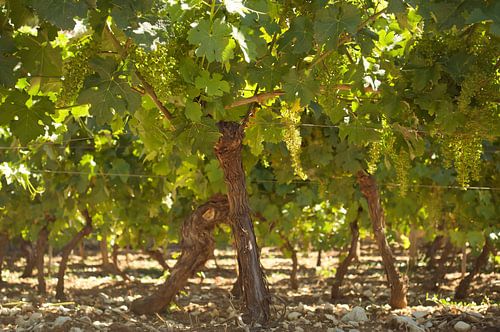 Vineyard Upclose Ardeche