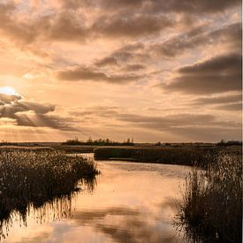 Fields of gold - Gouden zonsondergang van Ilona van Dijk