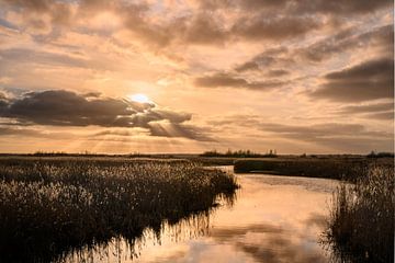 Fields of gold - Gouden zonsondergang van Ilona van Dijk