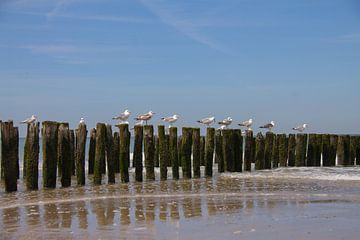 Resting seagulls on the edge of the sea and sandy beach sitting on the breakwaters by Marco Leeggangers