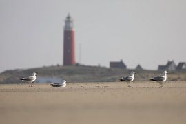 Möwen auf Texel von Francois Ruiter Photography