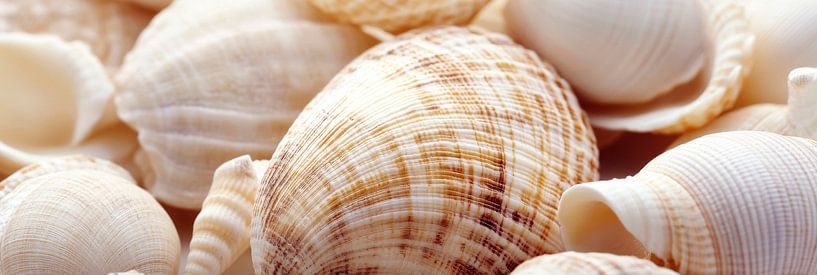 Schönheit der Muscheln im Fokus von Poster Art Shop