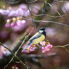 Mésange charbonnière perchée sur un cerisier d'ornement en fleurs sur ManfredFotos