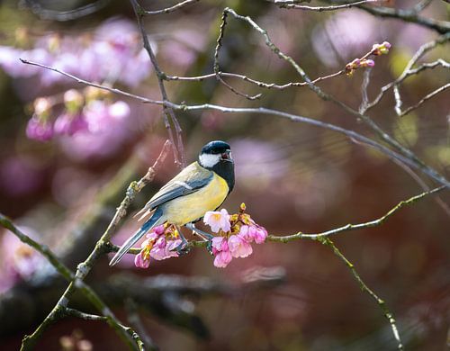 Koolmees zittend op een bloeiende sierkers