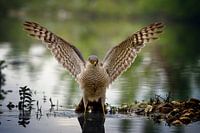 Sperwer in het water