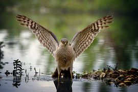 Sperber im Wasser von Petra Lakerveld