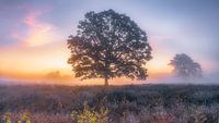 Tree of life van Eric Hendriks thumbnail