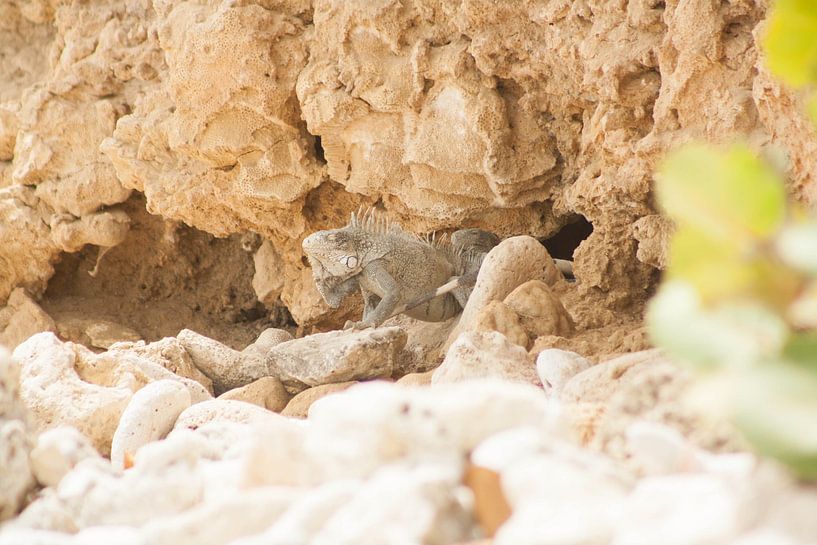 Leguaan in Curacao par Chantal Cornet