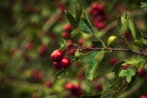 Meidoorn in de herfst