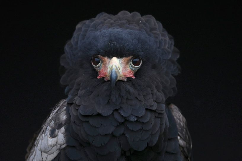 Bateleur (Terathopius ecaudatus) by Ronald Pol