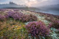 Brunssummerheide