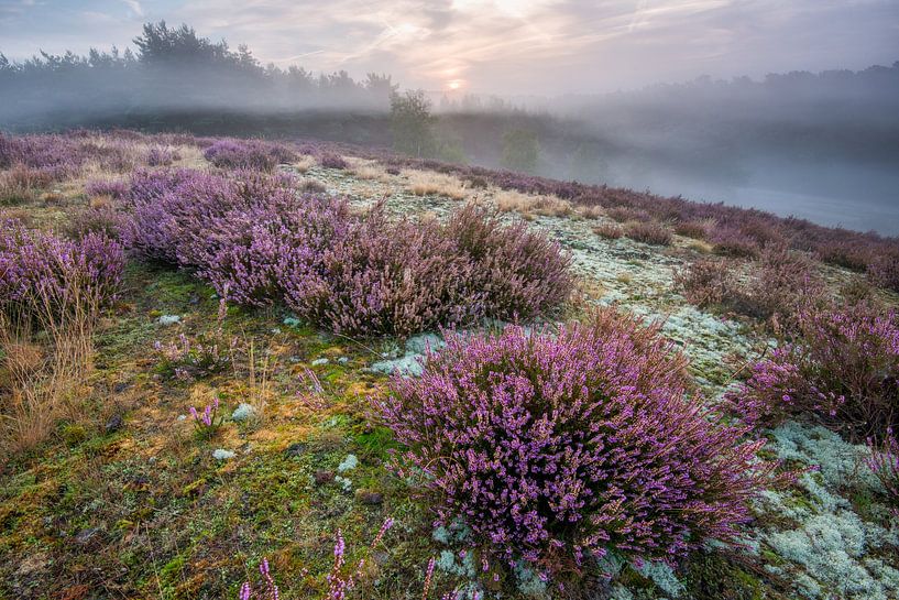 Brunssummerheide by Ramon Stijnen