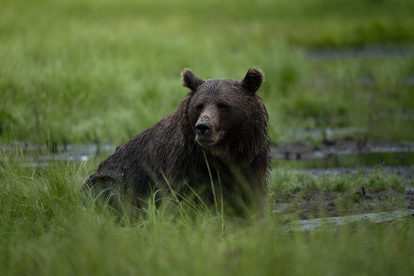 Ours brun dans un marais en Finlande par Fotografie by NH