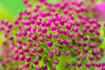 Abstracte macrofoto van roze bloemknoppen