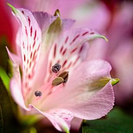 Alstroemeria von Rob Boon