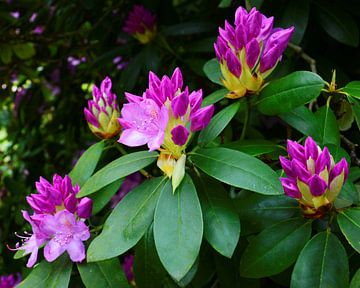 Rhododendron in Full Bloom by Gisela Scheffbuch