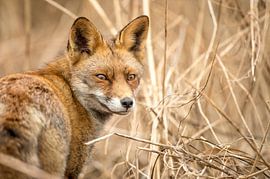 Sluwe Vos von Inge Jansen