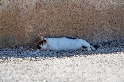 La vie des chats à l'ombre de la taverne