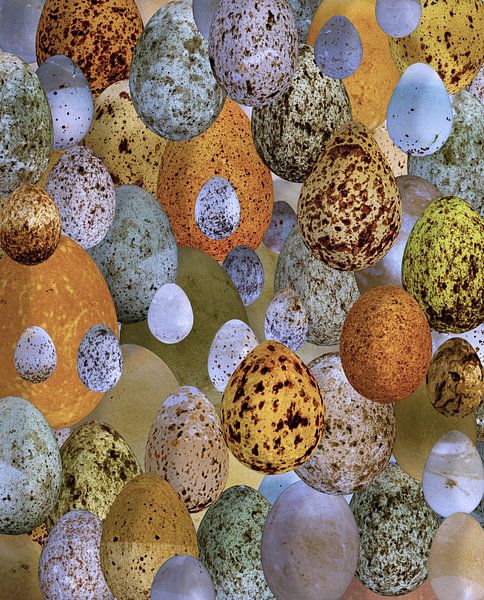 Songbird eggs by Robert Brons