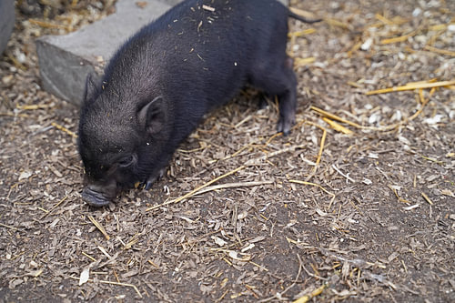 Mini biggetje bij zijn eerste uittocht op de boerderij.