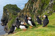 Puffins (Fratercula arctica) at the coast on the edge of a cliff by Nature in Stock thumbnail