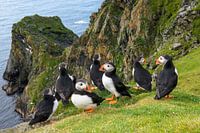 Papegaaiduikers (Fratercula arctica) aan de kust op de rand van een klif