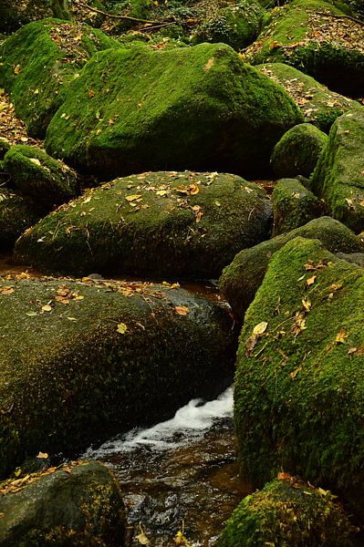 Mountain stream black forest 1.7 by Ingo Laue