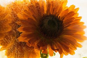 Orange Calendula in Eis 1