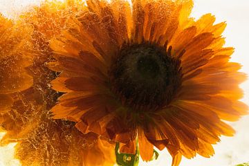 Oranje Calendula in ijs 1 van Marc Heiligenstein