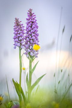 Wilde Orchideeën op Texel smorgens vroeg