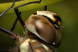 Dragonfly head (macro) by RVR Fotografie